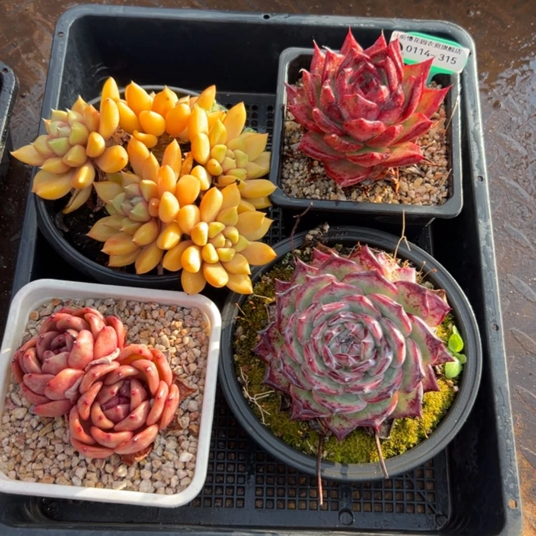 多肉精选编号0114.315