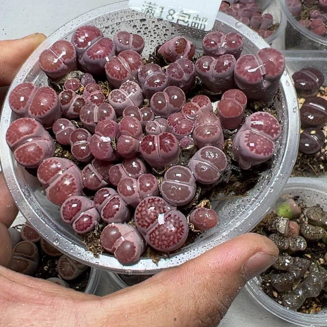 【闪购商品】 133。