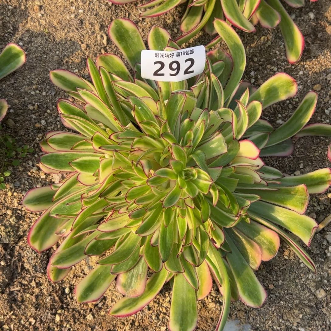 292白月光绣球多肉