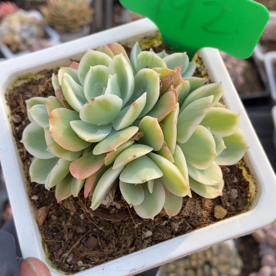 992柠檬玫瑰锦多肉植物保护