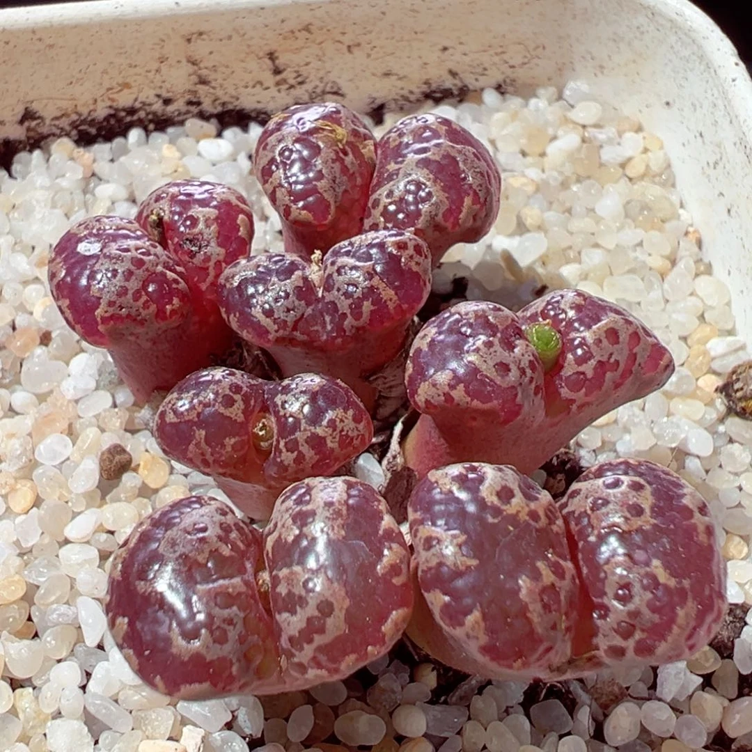 926-937多肉多肉红蝴蝶