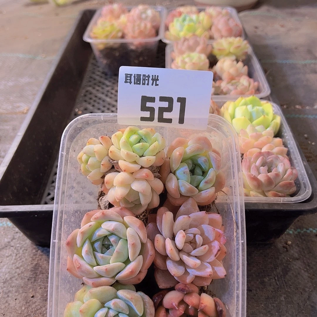 521拼盘，多肉植物