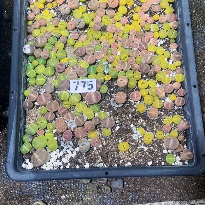 775 生石花一物一图如图带框