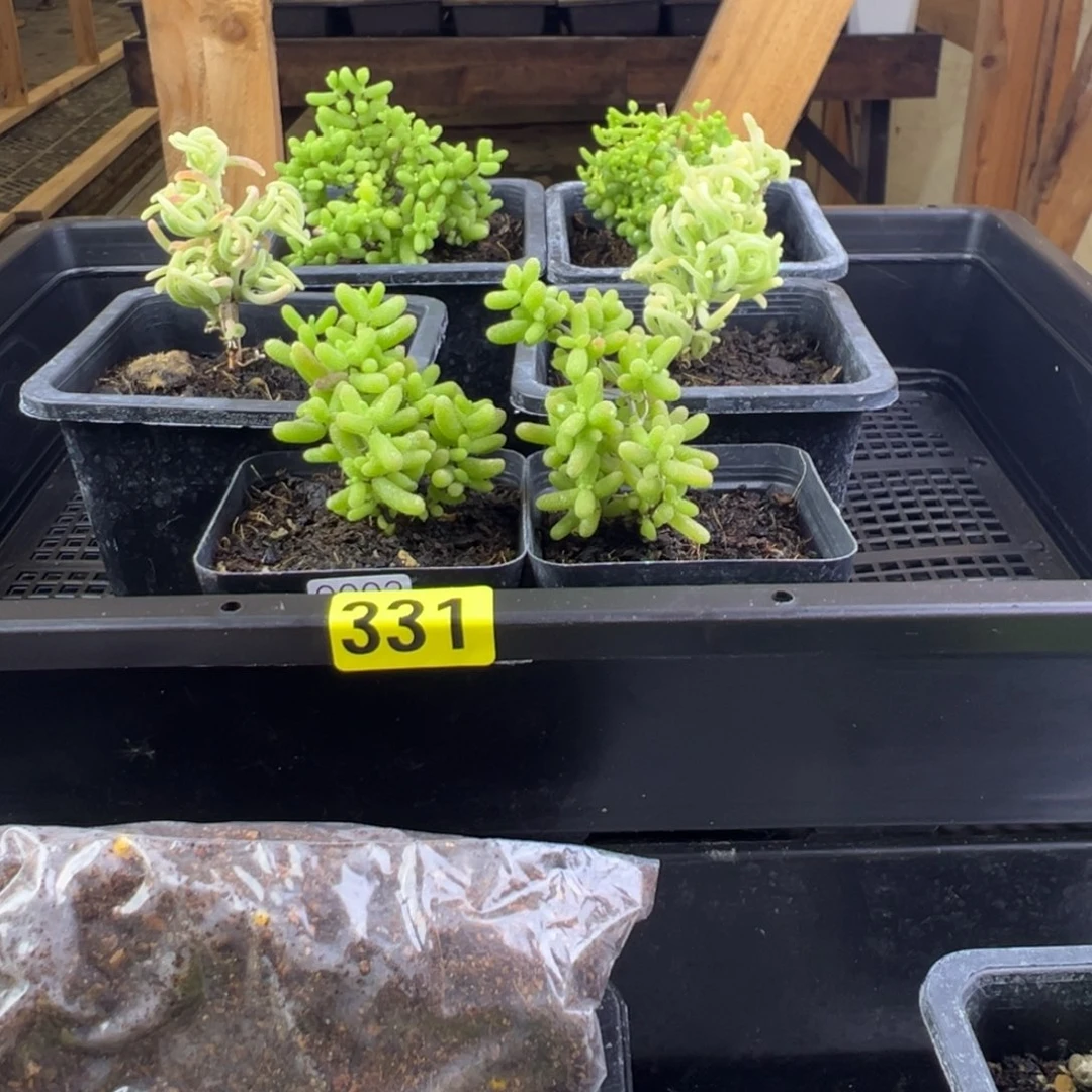 枝干番杏多肉植物331