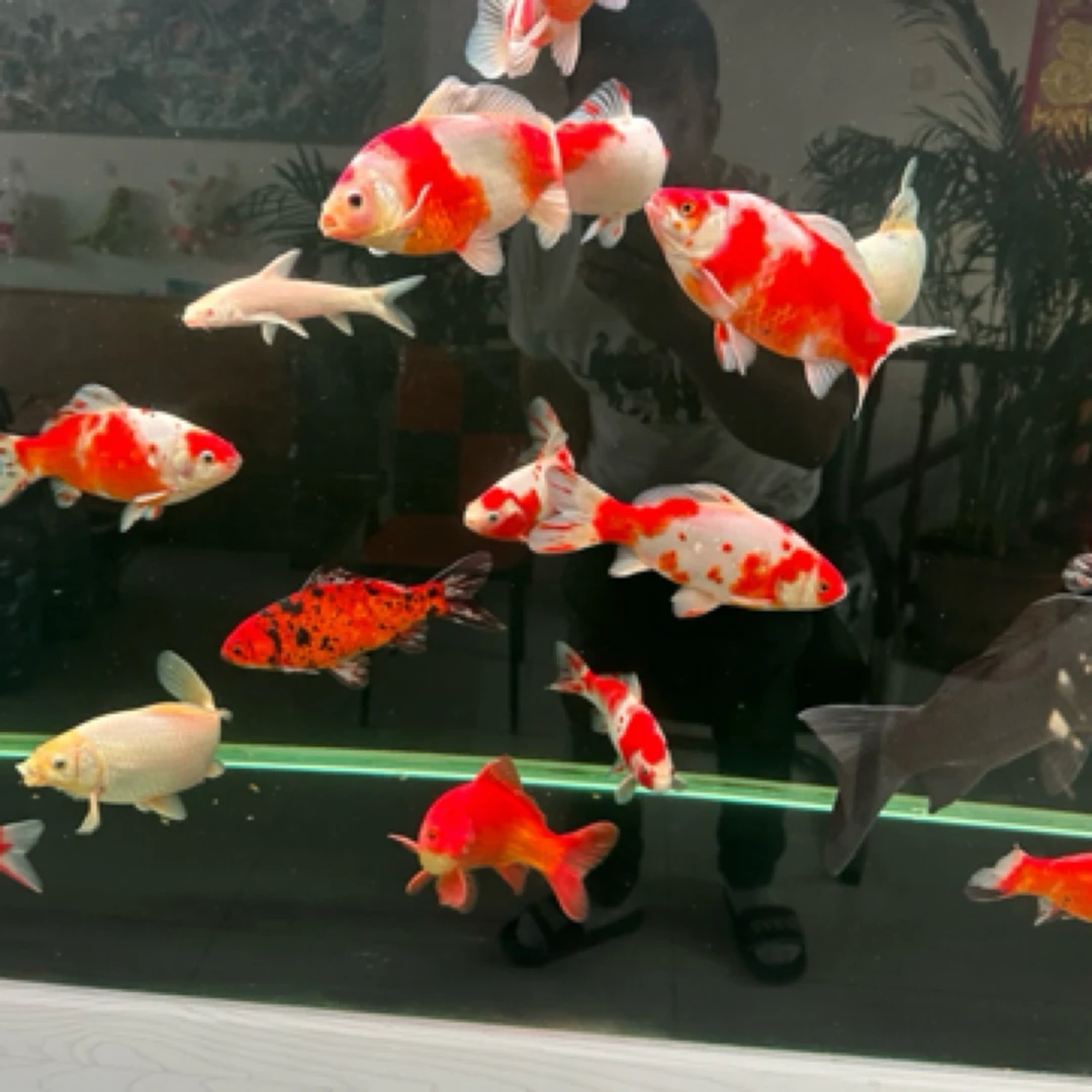 樱花红白短尾草金观赏鱼活体