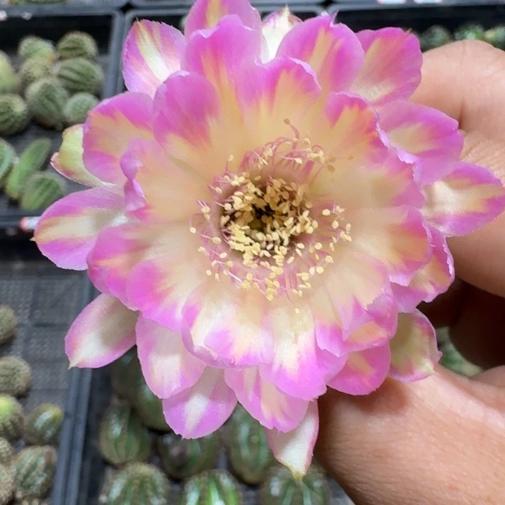 205丽花汤姆歪3公分左右无根侧牙，20包邮