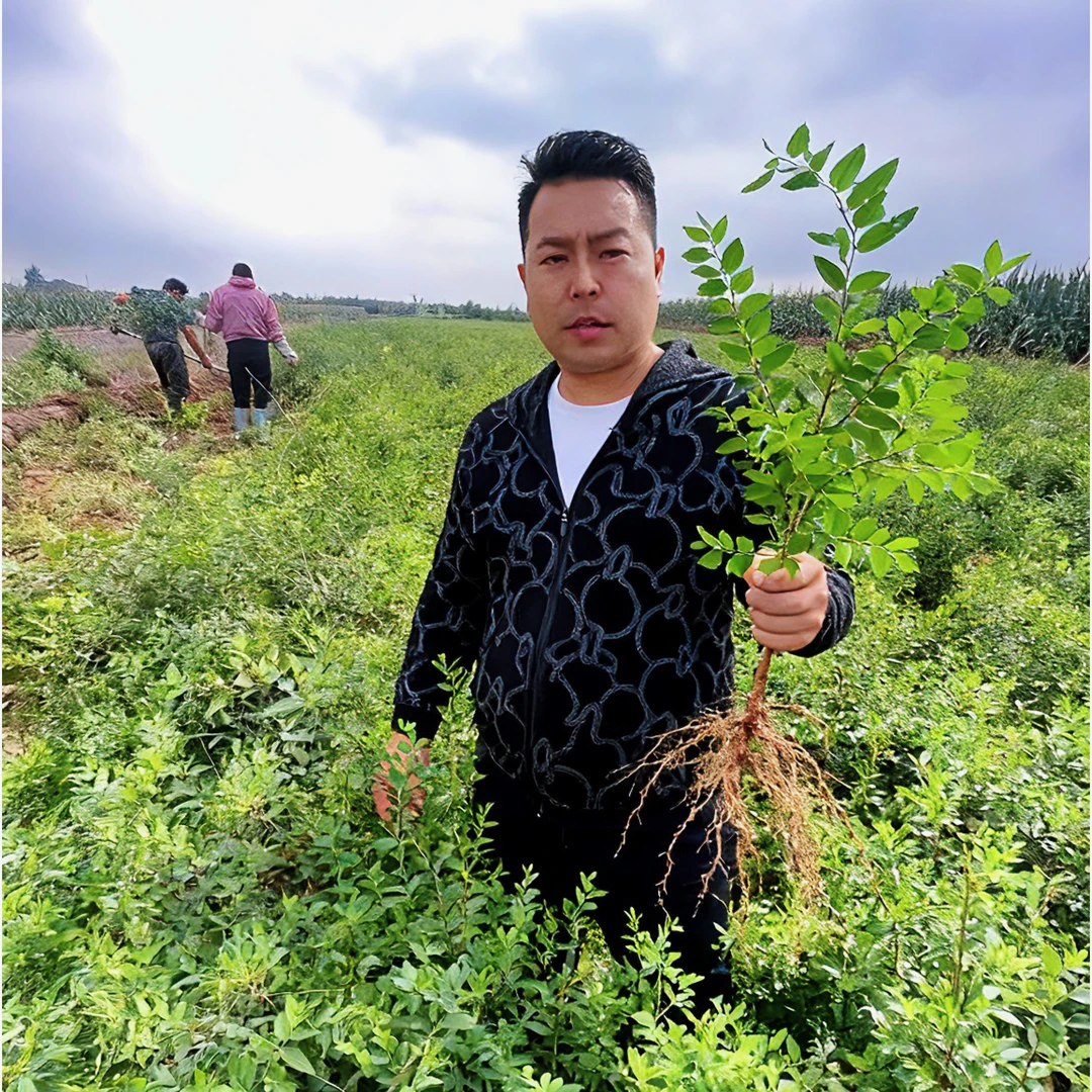 酸枣苗药用高产晋酸3号酸枣苗南北方种植 耐寒耐旱当年结果苗