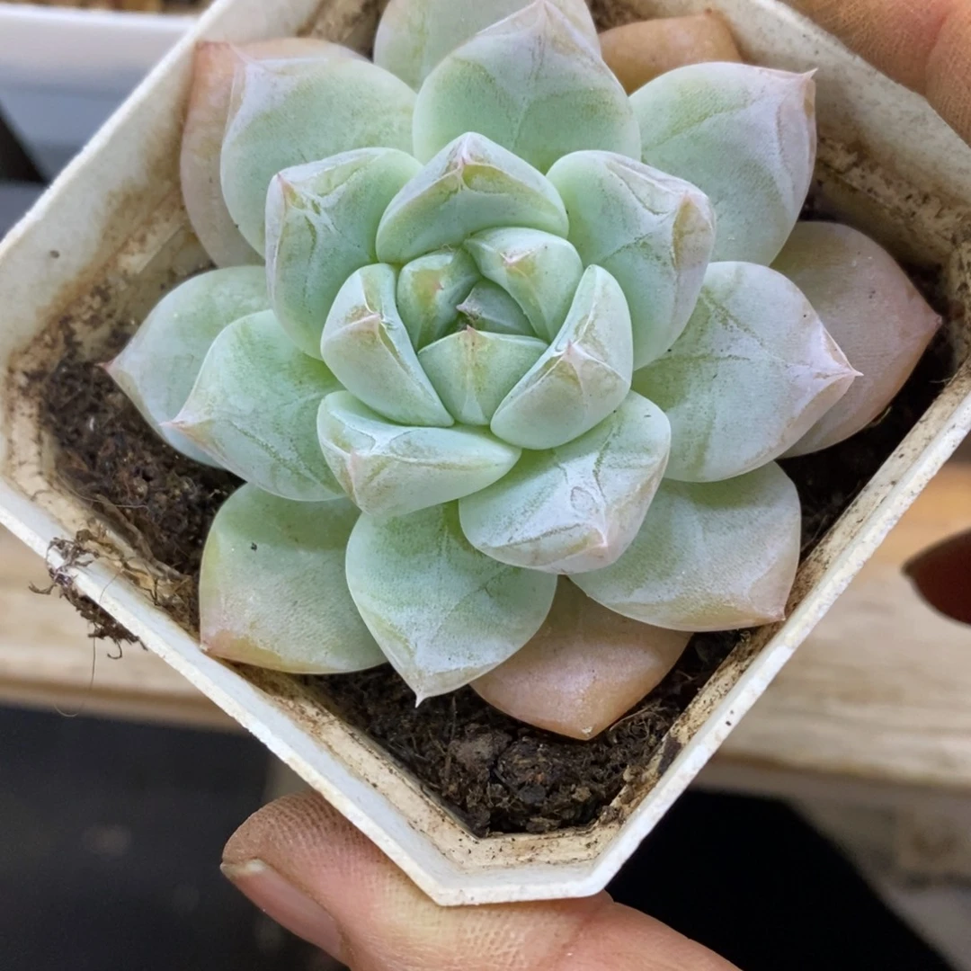 精品多肉一物一拍不包整34