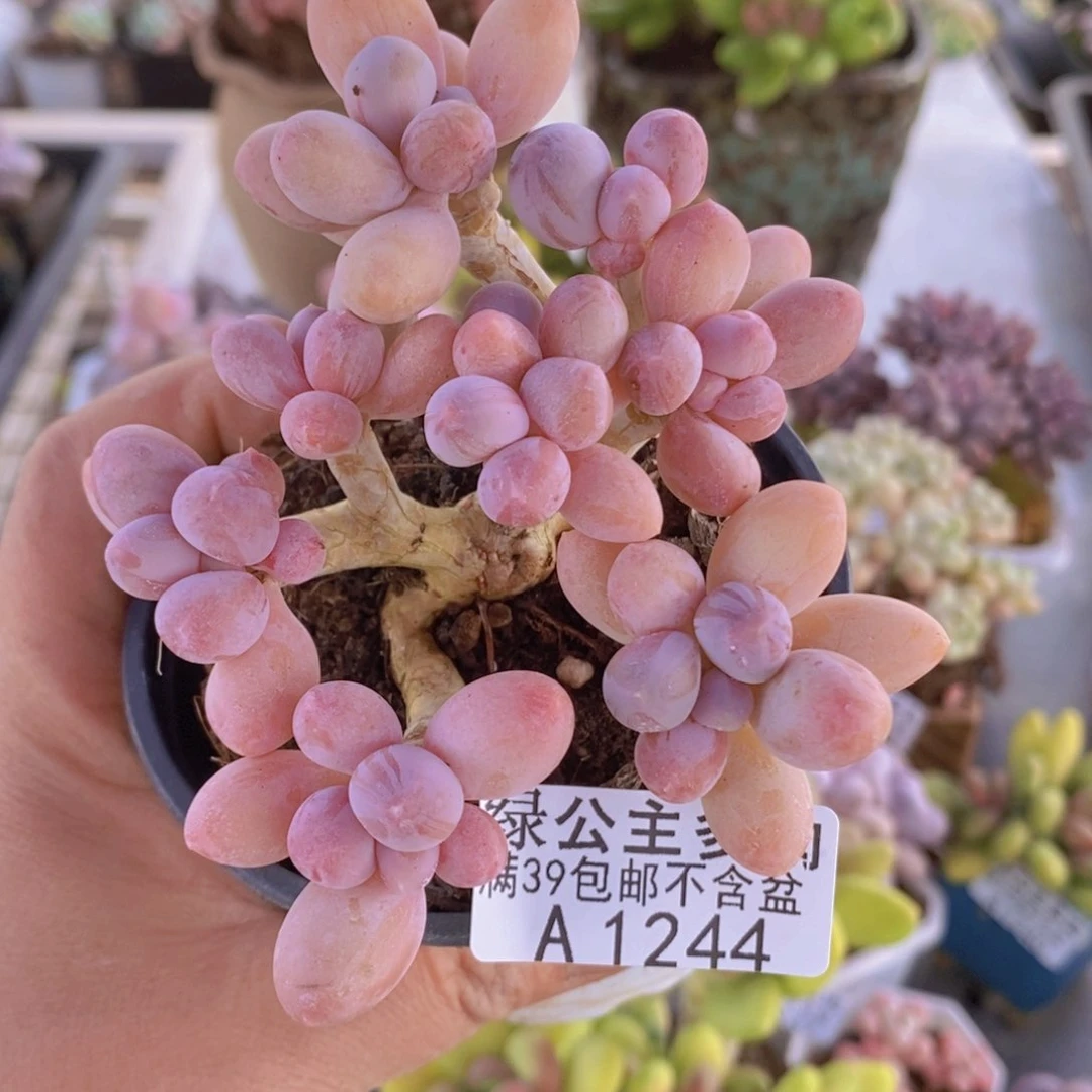 香水手指奶老桩9cm1244多肉植物