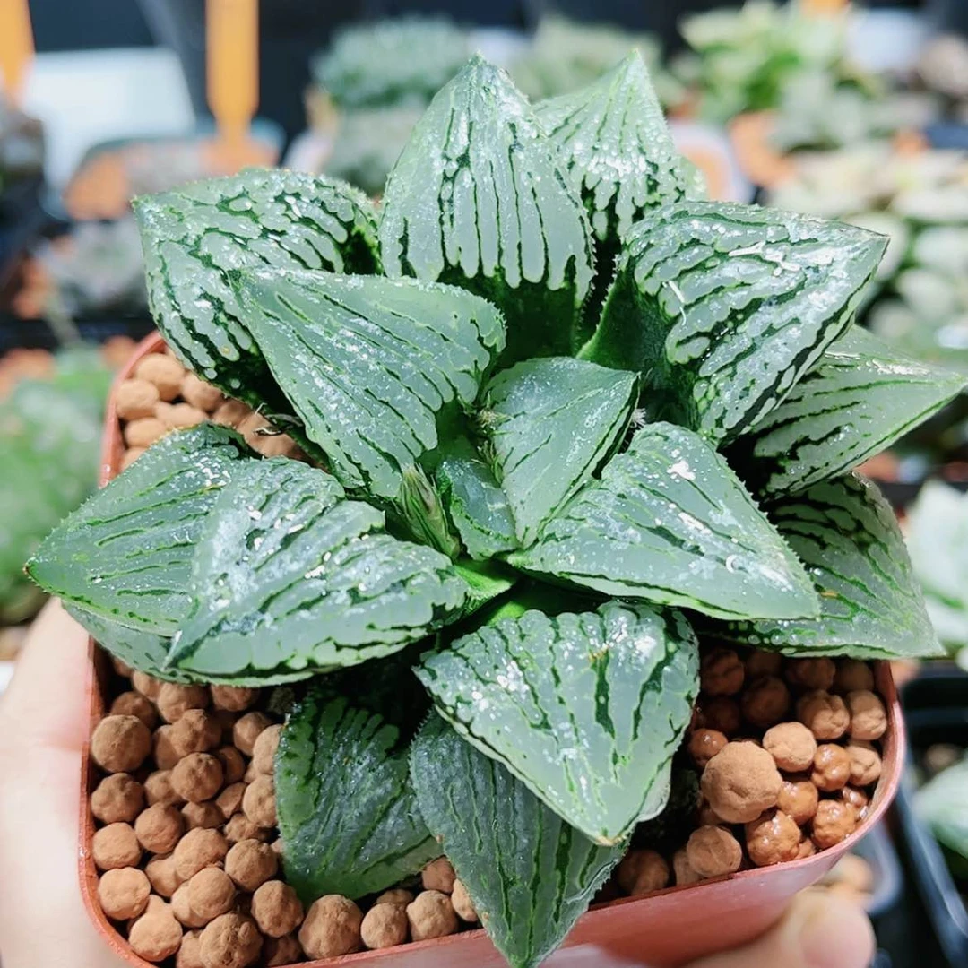 【闪购商品】马丽丽