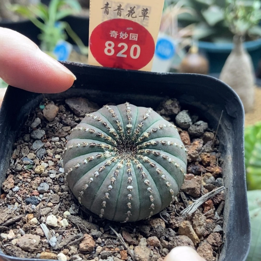 实生大型士童3.6cm