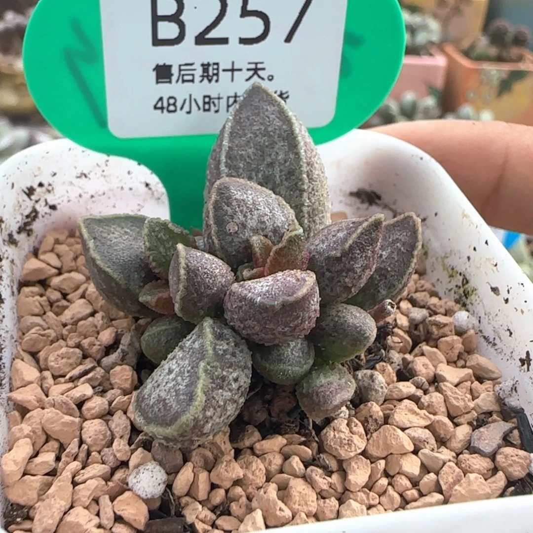 胖虎多肉。    257。