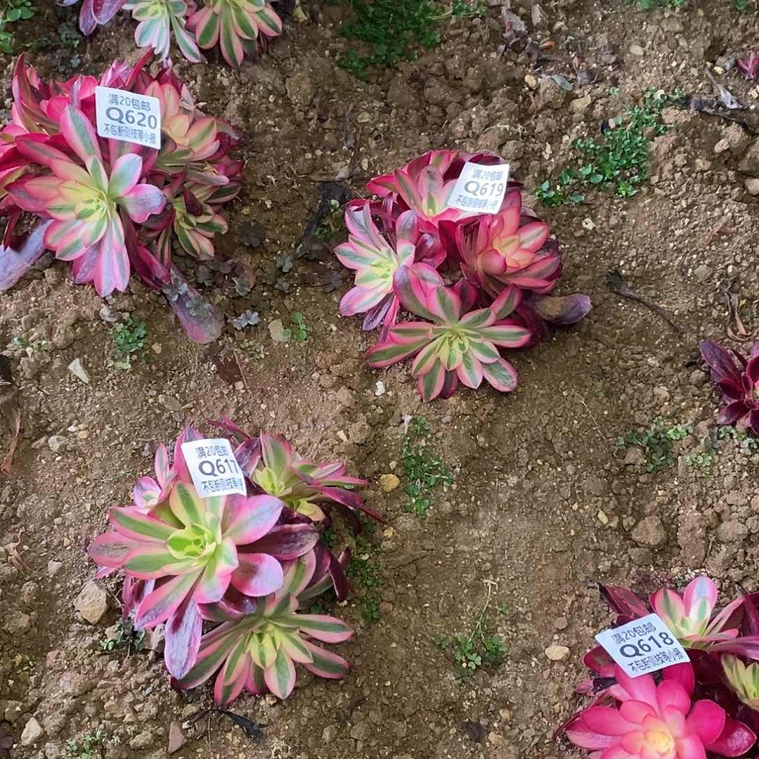 671-621五棵美杜莎有砍