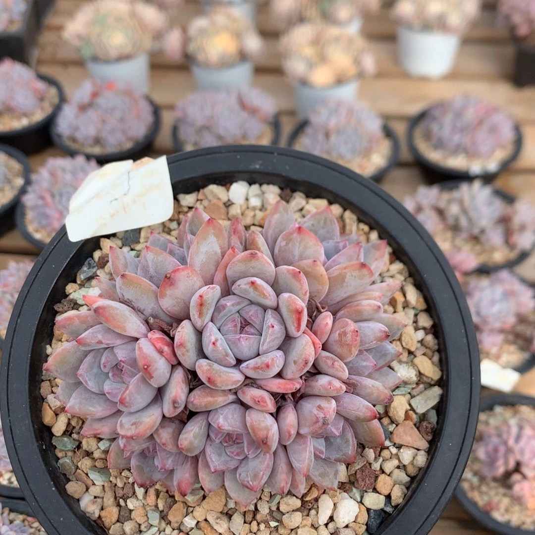 11厘米10头有砍石榴籽 捧花 小脸 5119