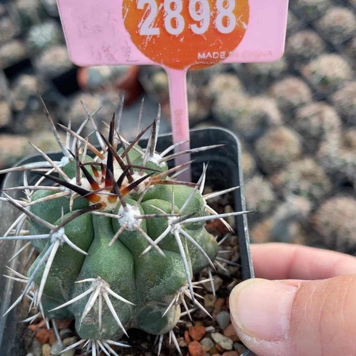 梦***真自根仙人球28980000000