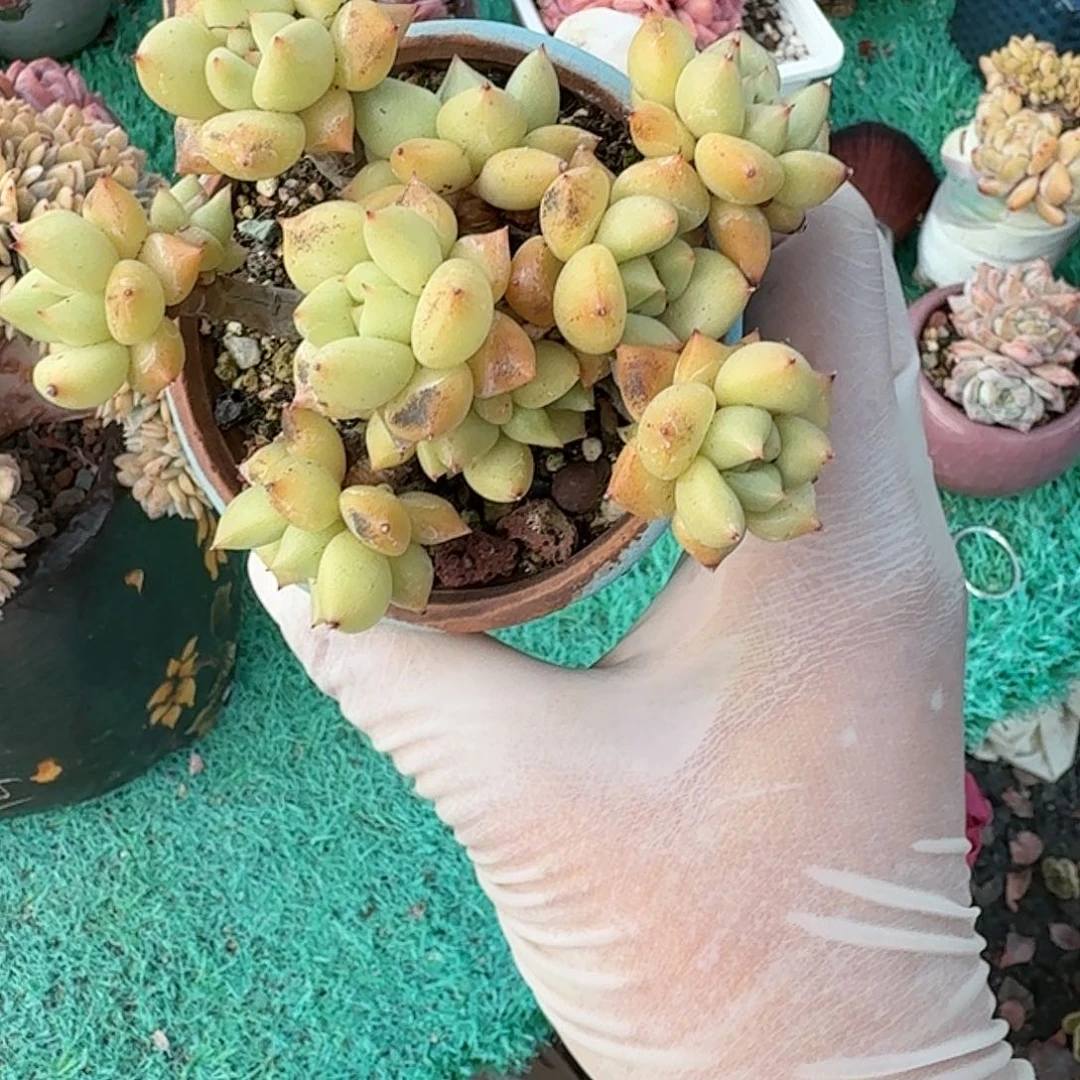 黄金象牙尺寸10左右