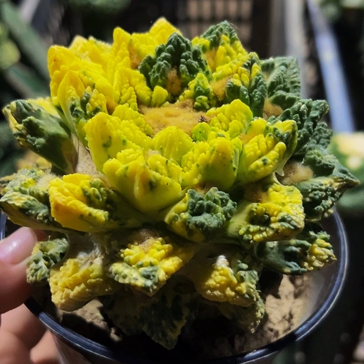 无花朵福利超散班花锦螺旋大尤辛顿牡丹079小瑕疵