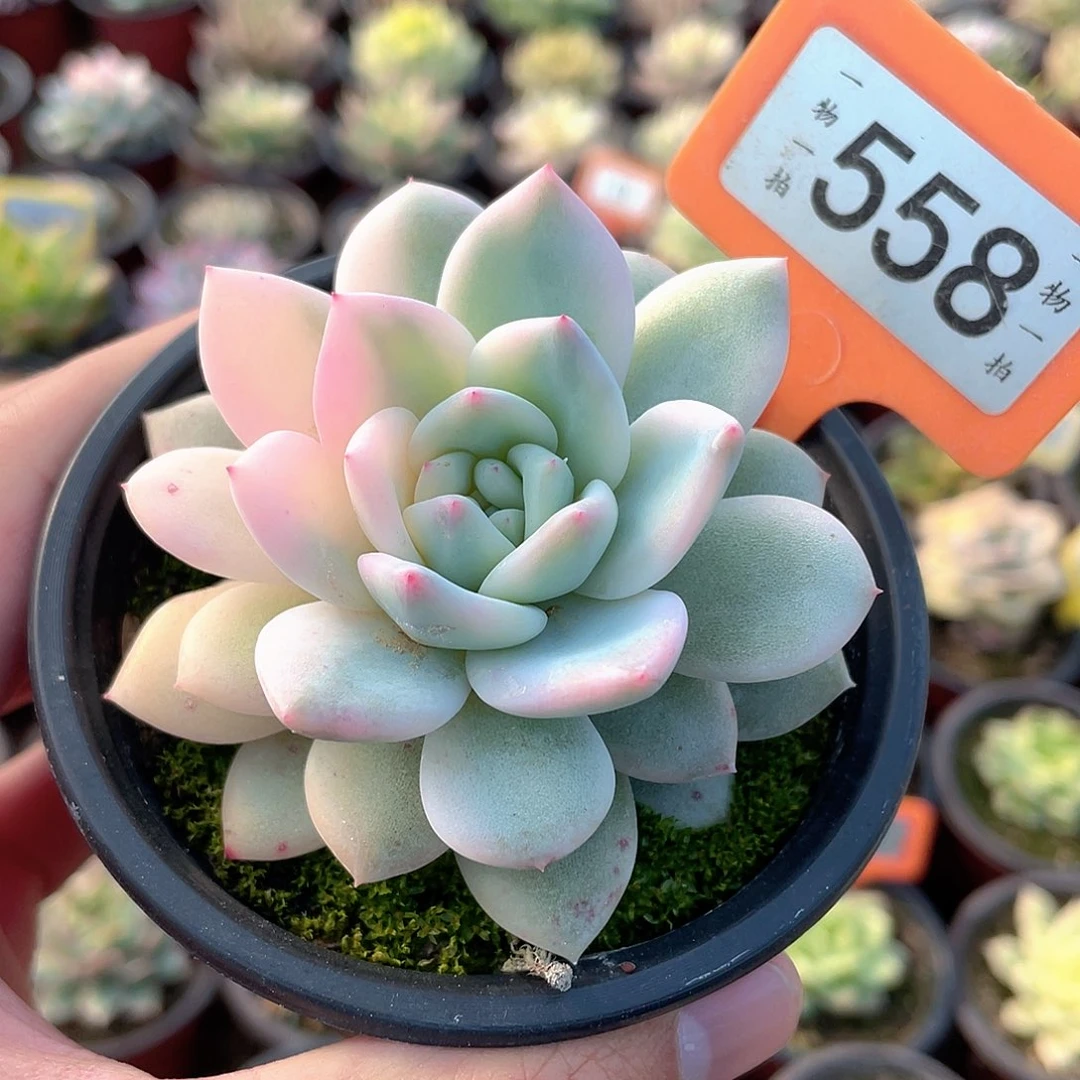 梦露锦558个多肉植物