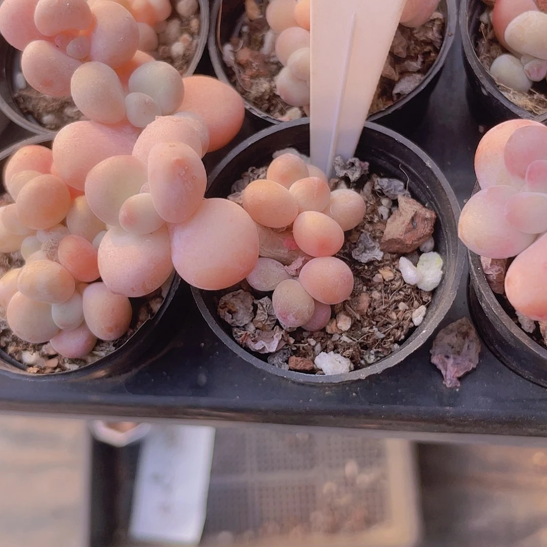 安*。红洛神a089一物一拍