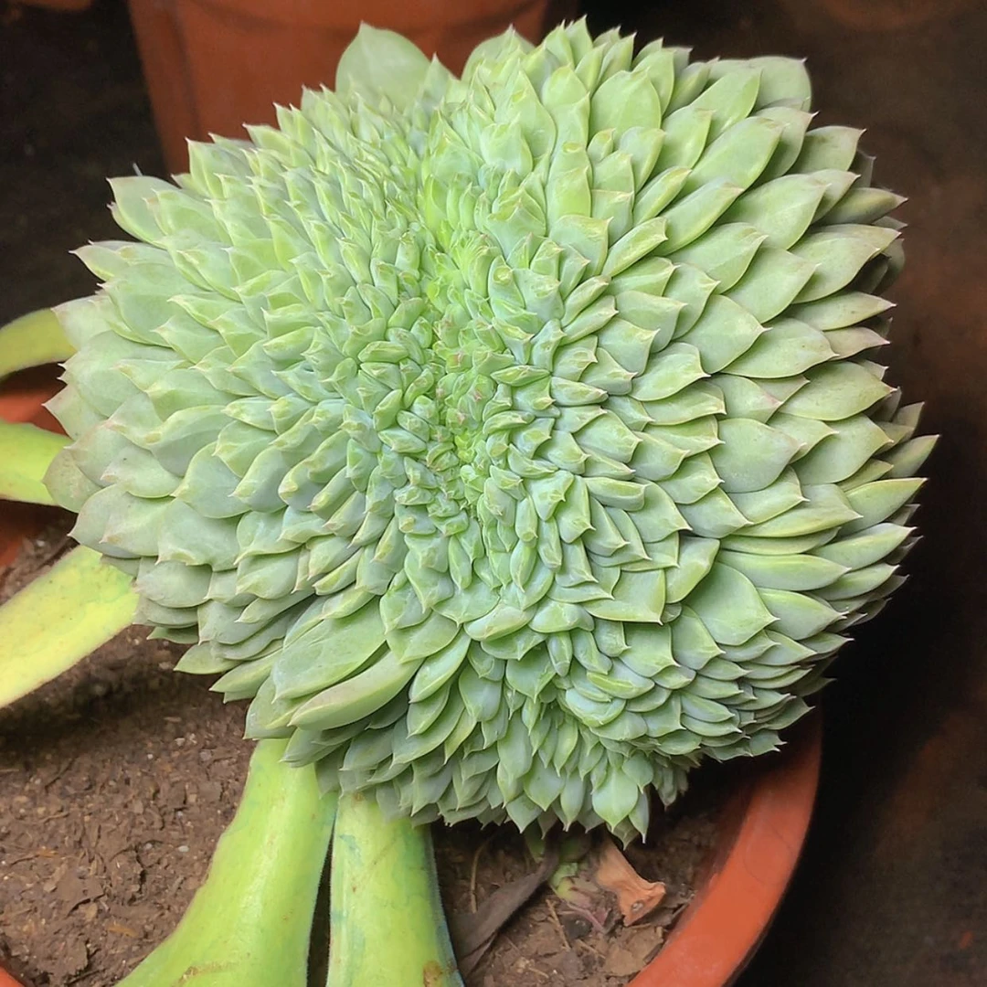 【闪购商品】云211号