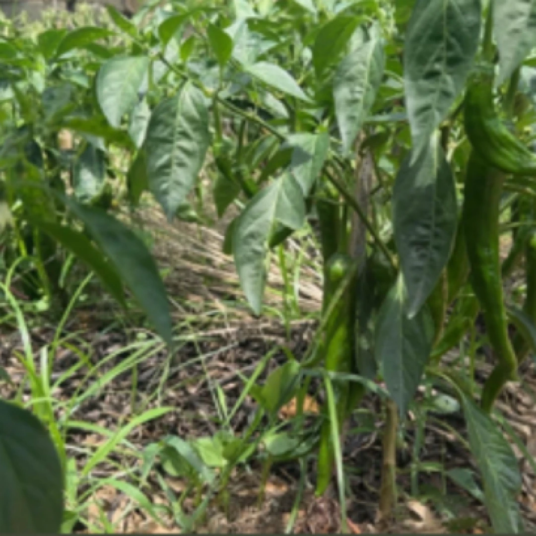 【老周助农】本地农家露天辣椒现摘现发中辣偏上