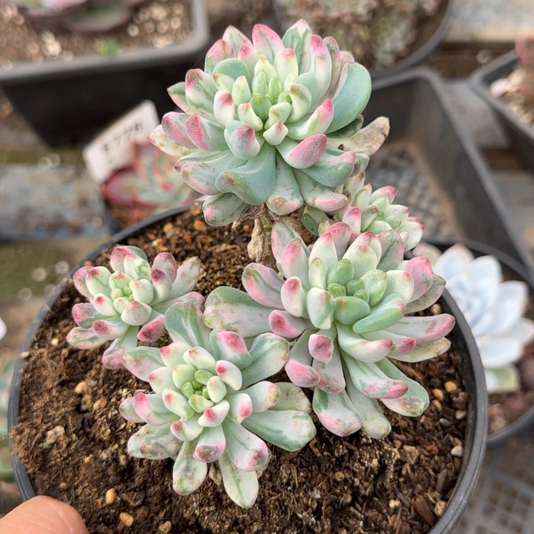 蓝精灵锦一物一拍包装收缩花旱