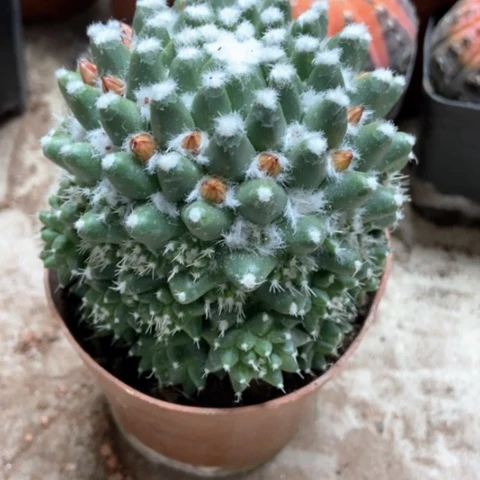 雪糕仙人10米仙人球