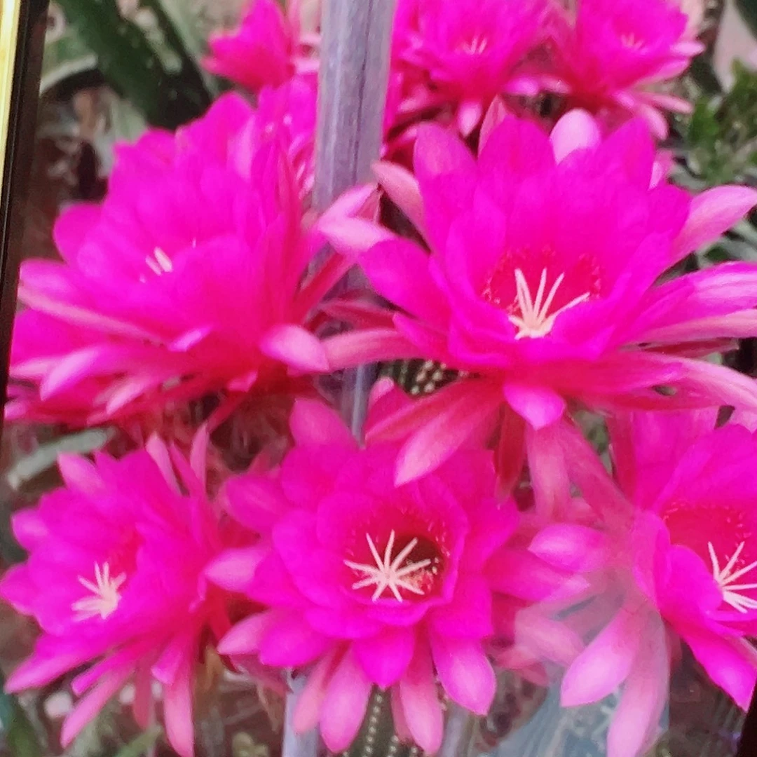 金妞 紫罗 侧芽 满 20包邮