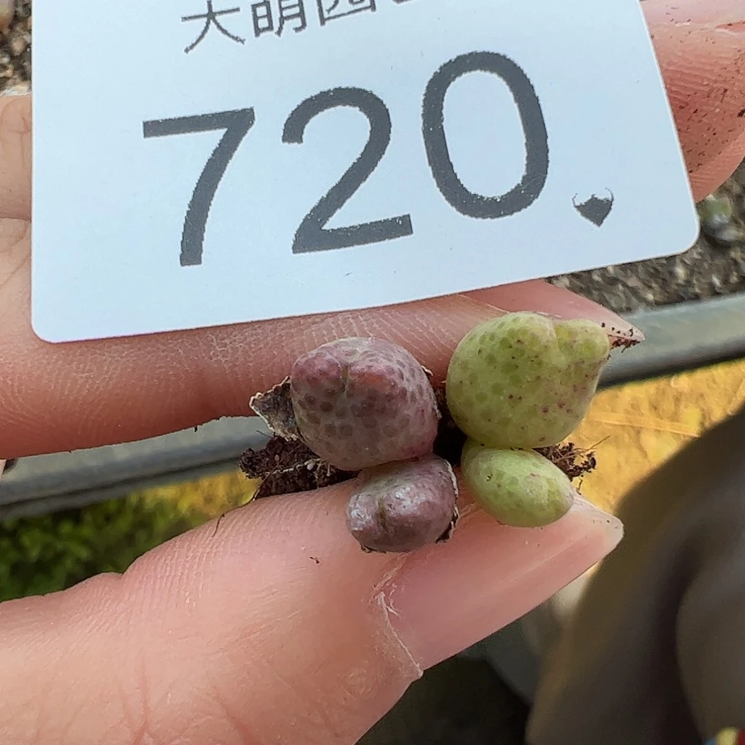 0000720量拍园艺955D大型斑马双头2颗