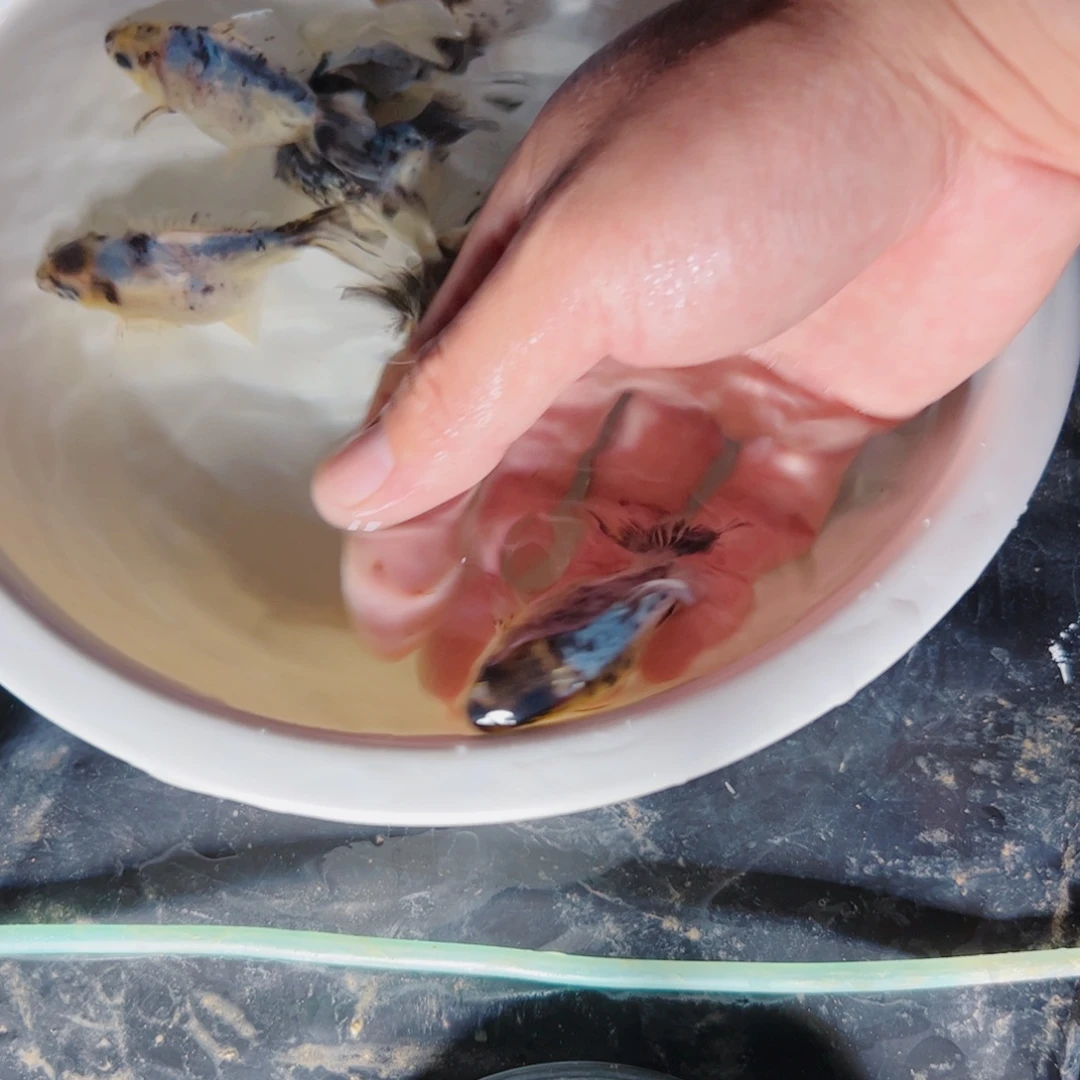 笨***笨海水鱼1111111111