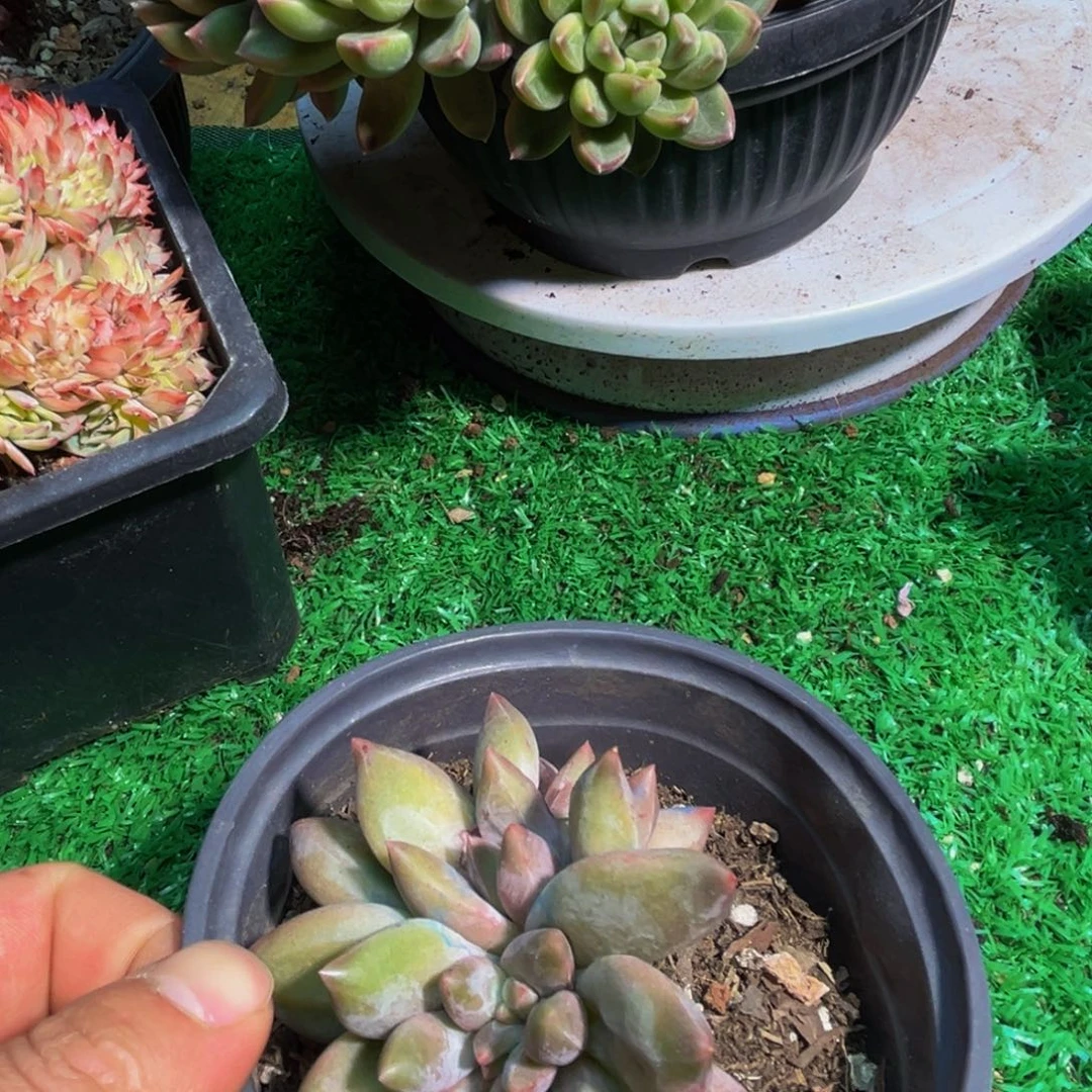 多肉植物一物一拍