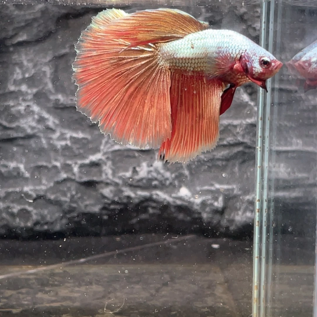 斗鱼彩金半月公鱼