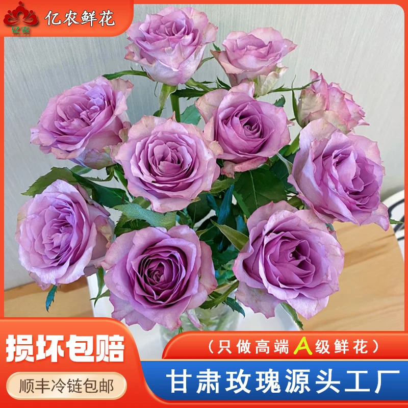 【源头优选】紫霞仙子玫瑰。浪漫小众花色