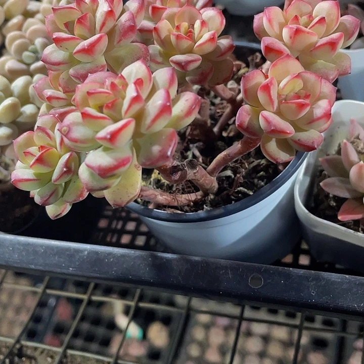 90盆探戈群带盆土