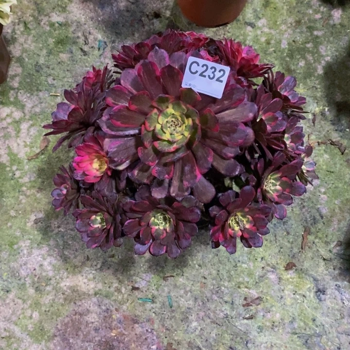 烟花多肉植物232