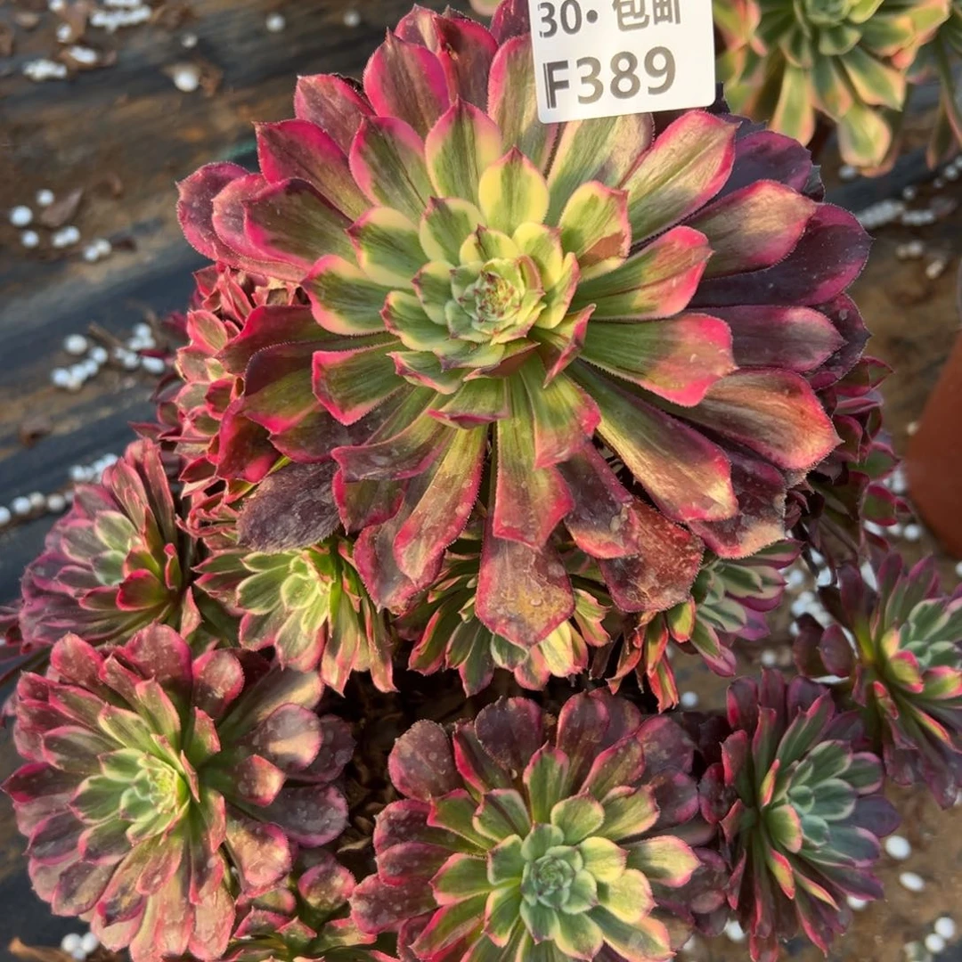 389紫嫣多肉法师