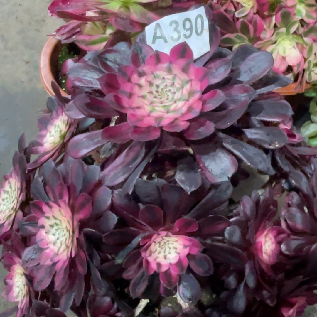 清***0黑瞳白390初八发货