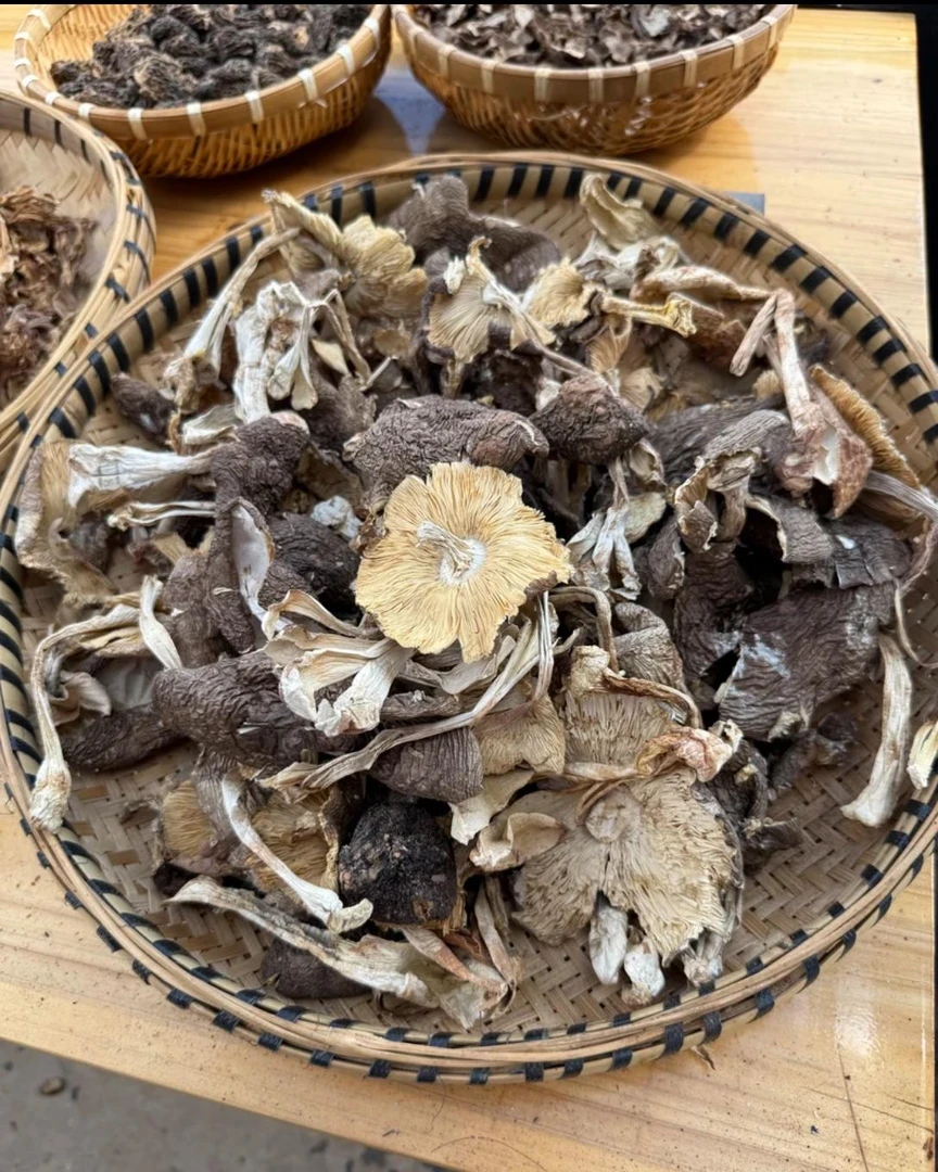 云南野山菌当季野生麻母鸡菌干货煲汤鲜美