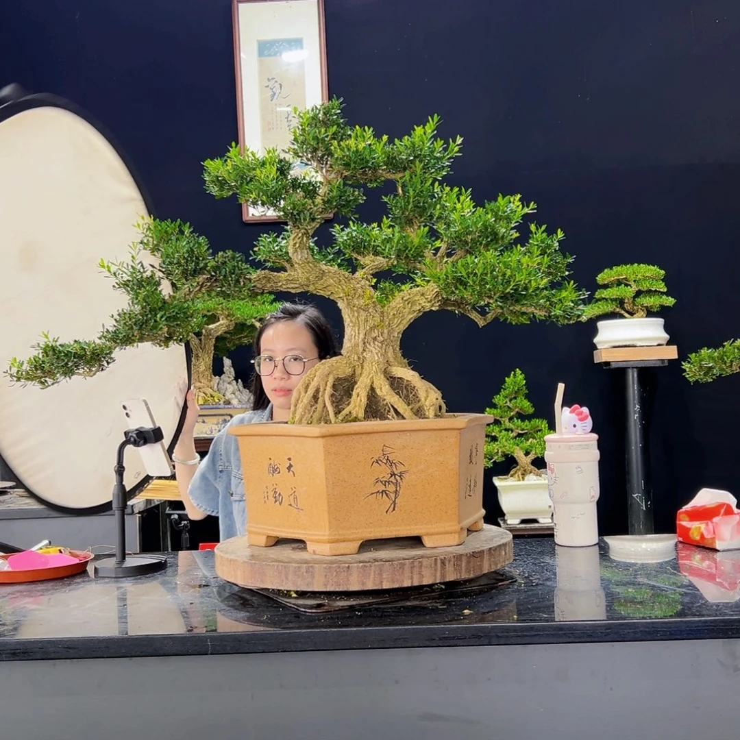 无花朵黄杨盆景四季常绿