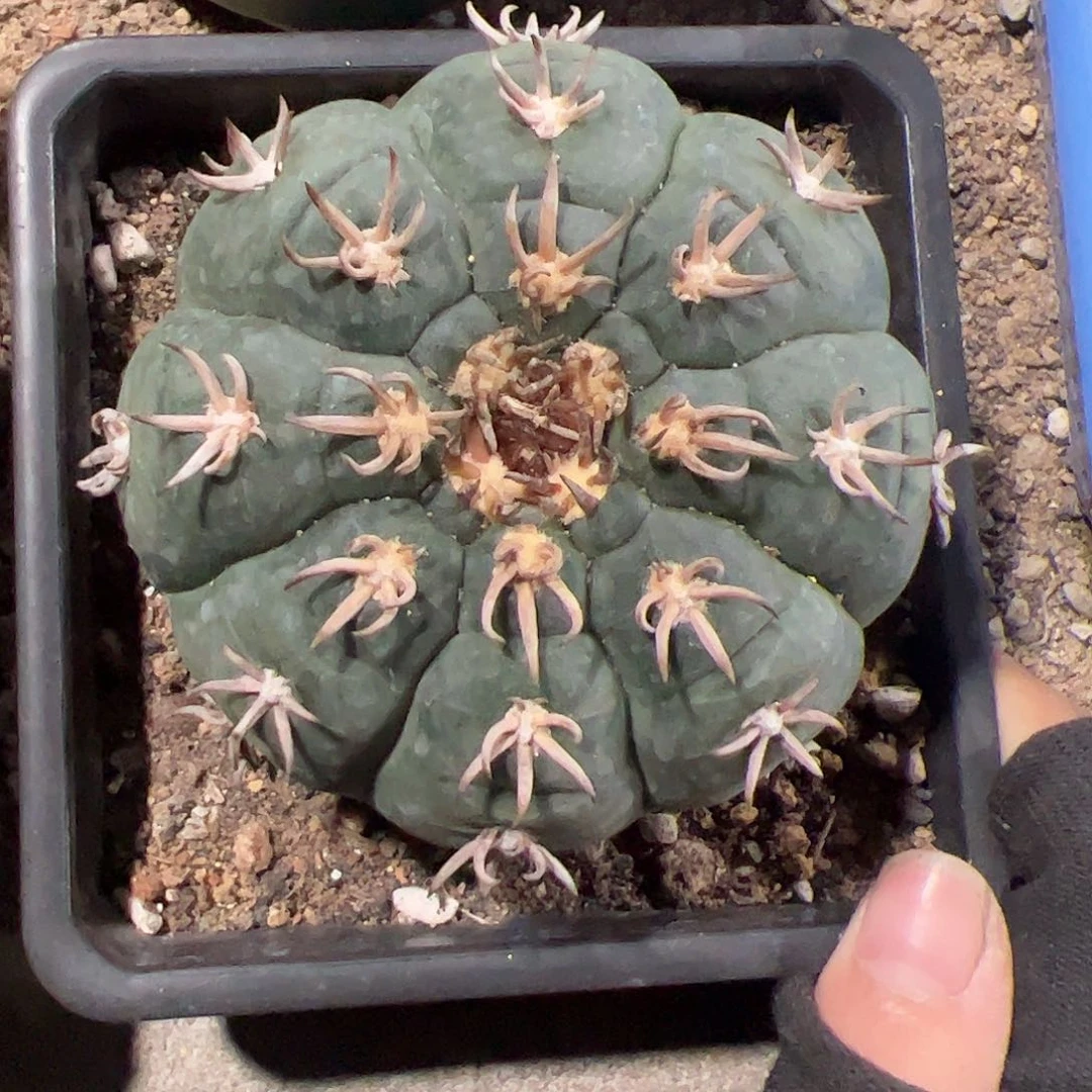 无花朵林**?实生猫爪456788