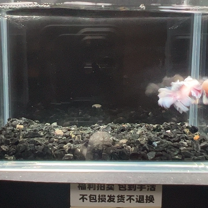 斗鱼竞拍跑单拉黑26日150