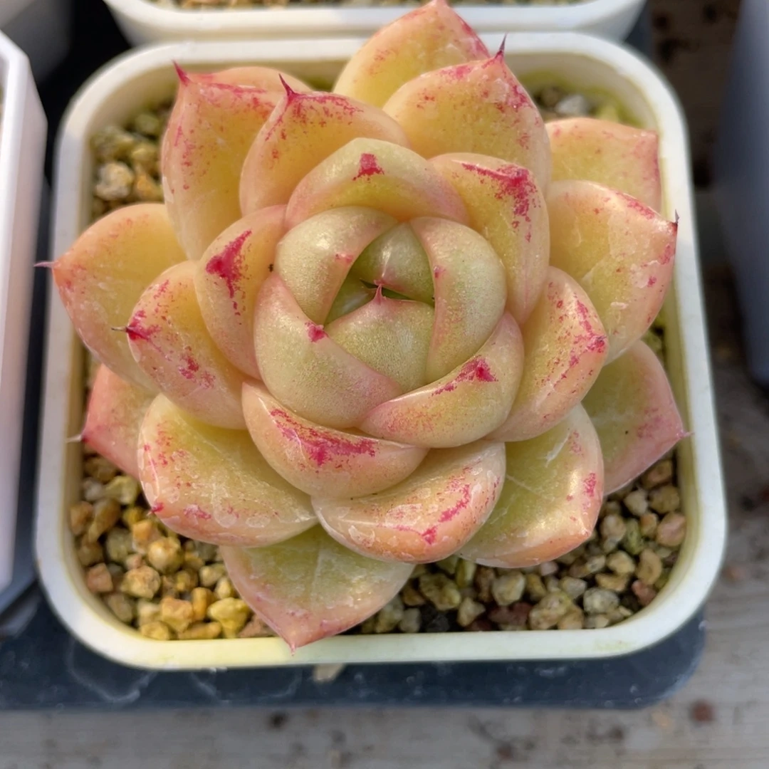 S优选麦杆多肉福利1967