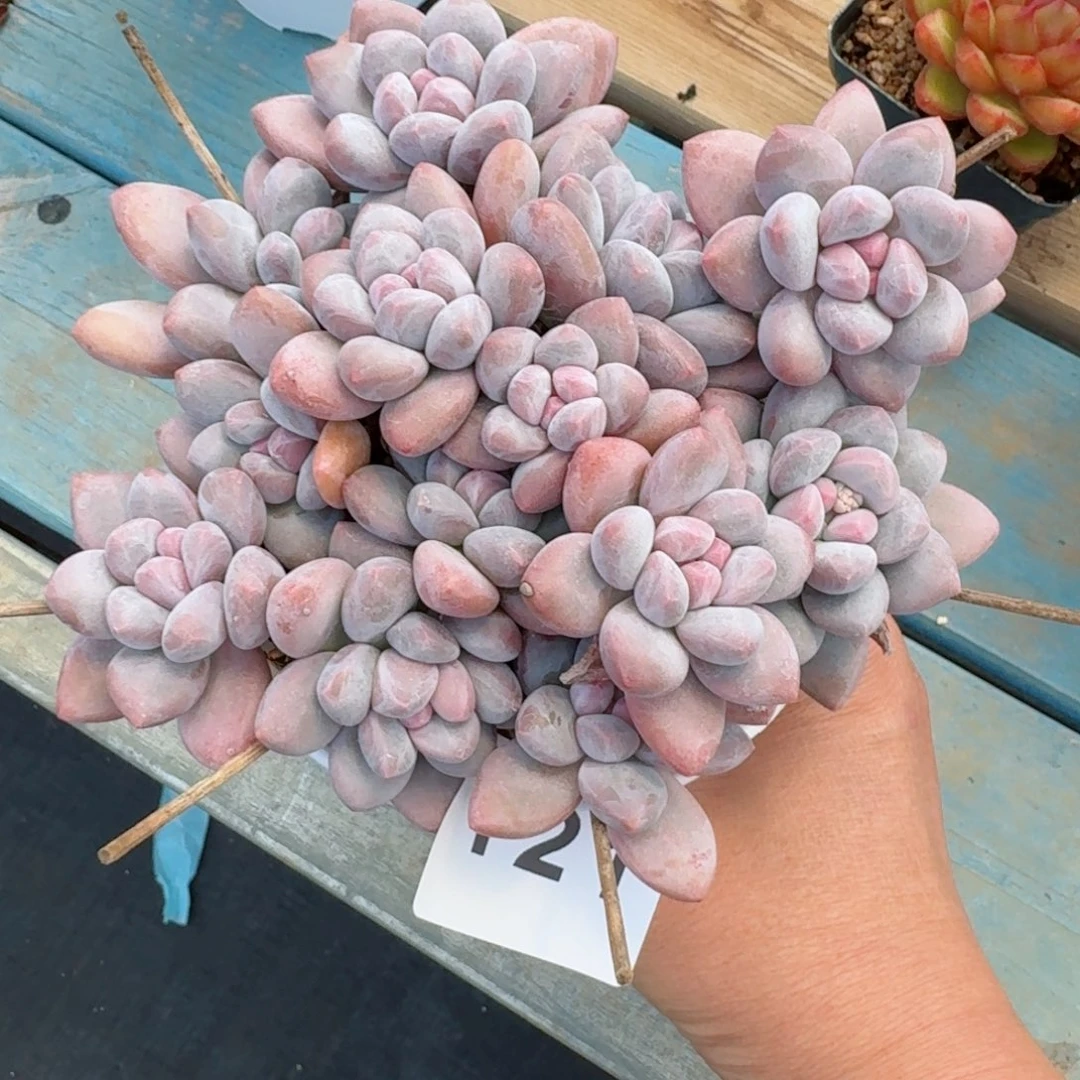 事***倍121号丸叶香水      愿你一路坦途，乘风破浪展宏图