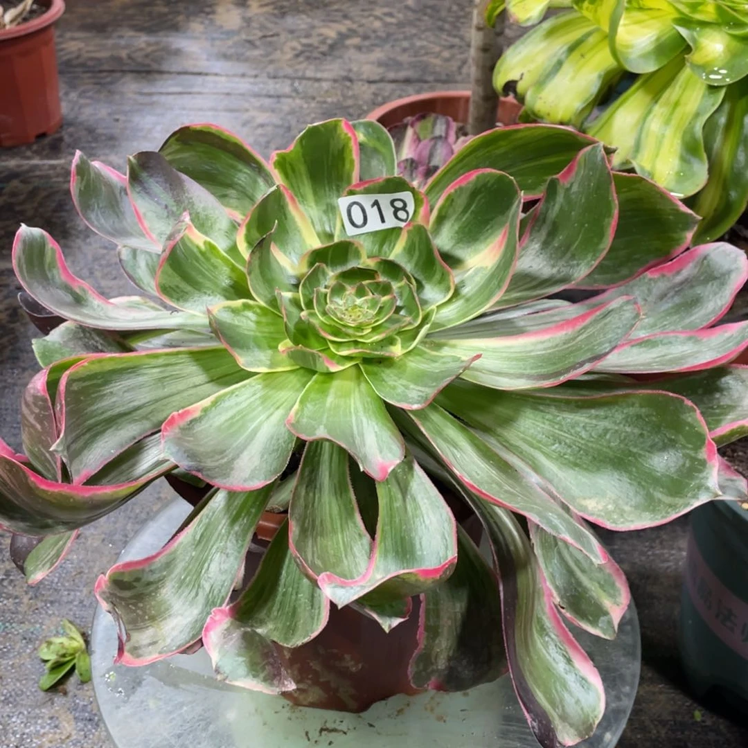 恶魔之眼嫩桩法师锦