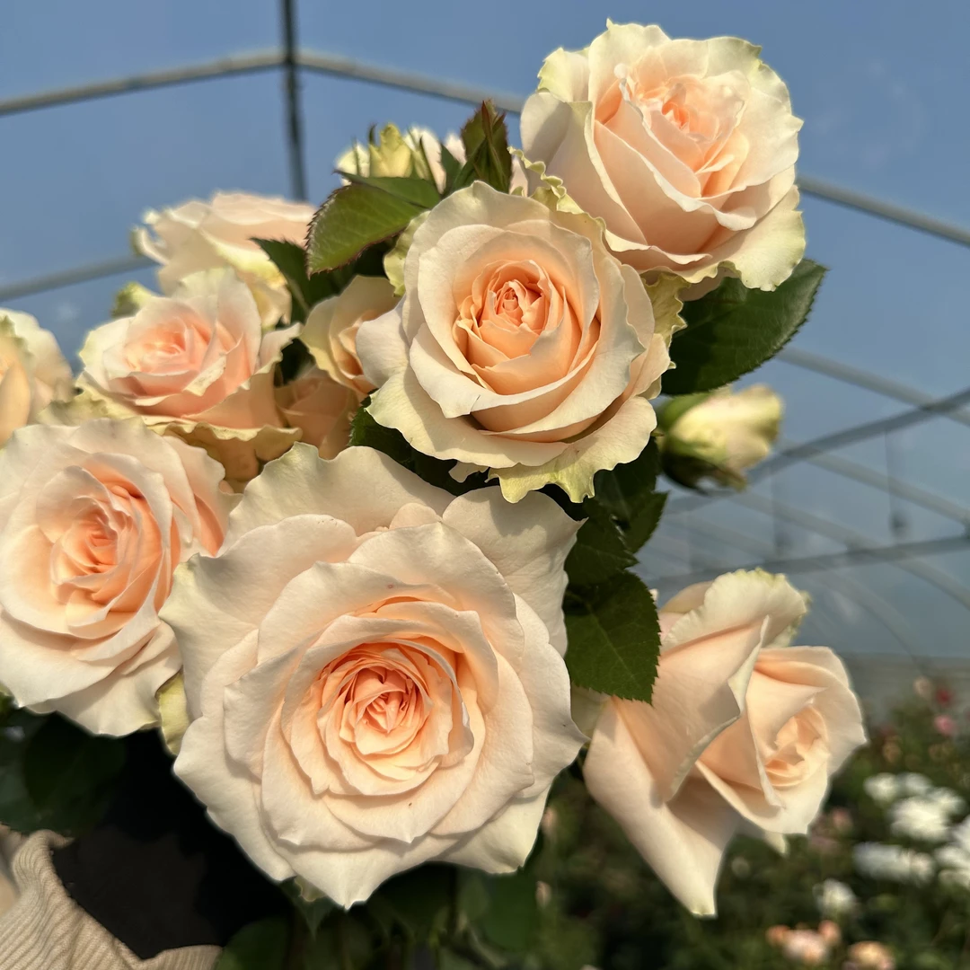 文羽景园【茉莉】切花月季多季节重复开花