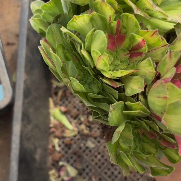 哈哈多肉植物福利446