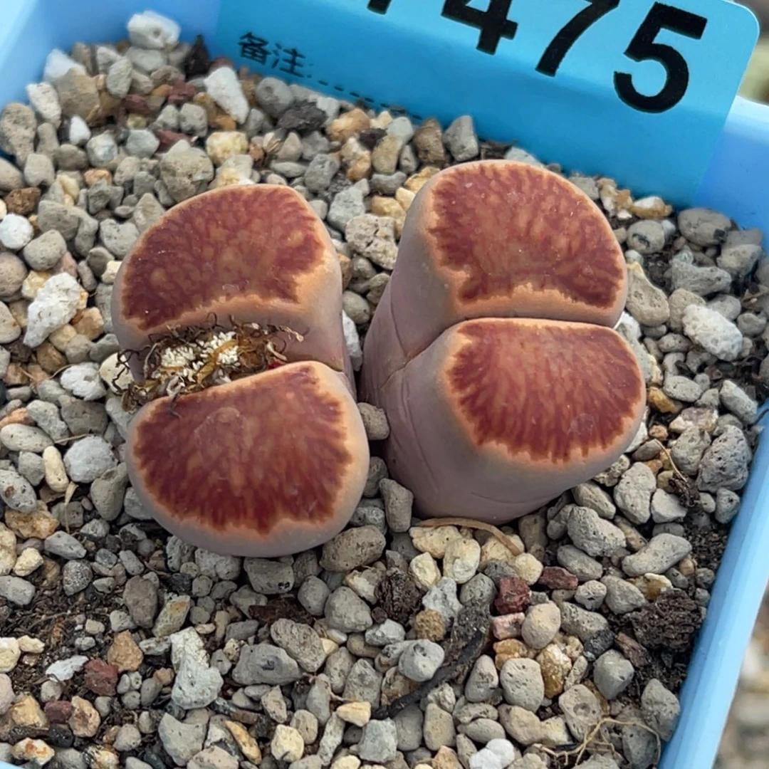 7475双头红窗菊一颗