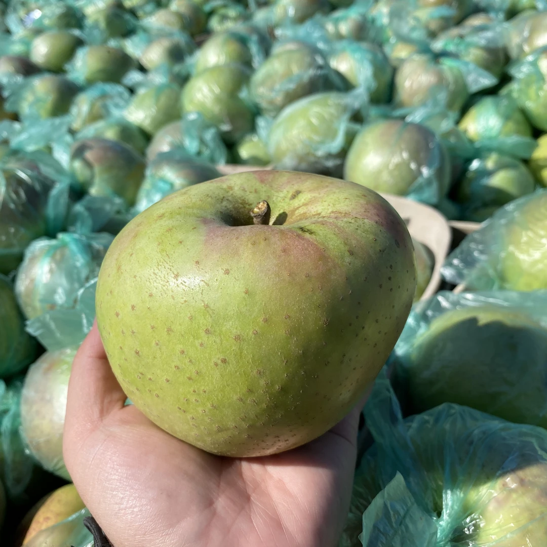 烟台印度青苹果 老树稀有老品种印冬苹果丑甜无酸 皮糙肉厚丑苹果