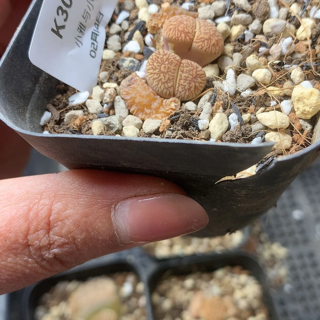 K305多肉植物保护研究所