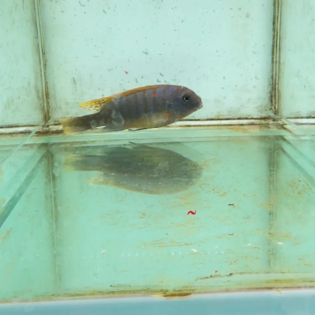 慈鲷野生鸿鸡费恩1431。